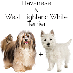 Hava-Westie Dog